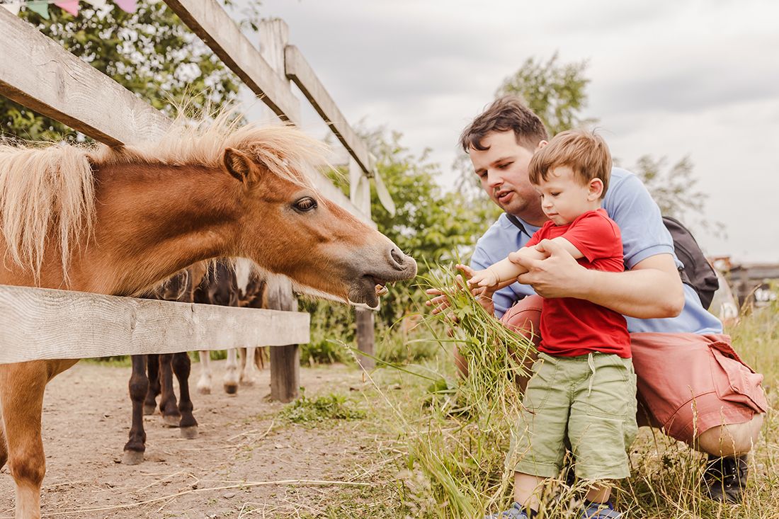 a father helping son feed a horse on the farm