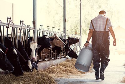 a farmer feeding his cows