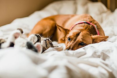 Cat and dog laying in a bed together